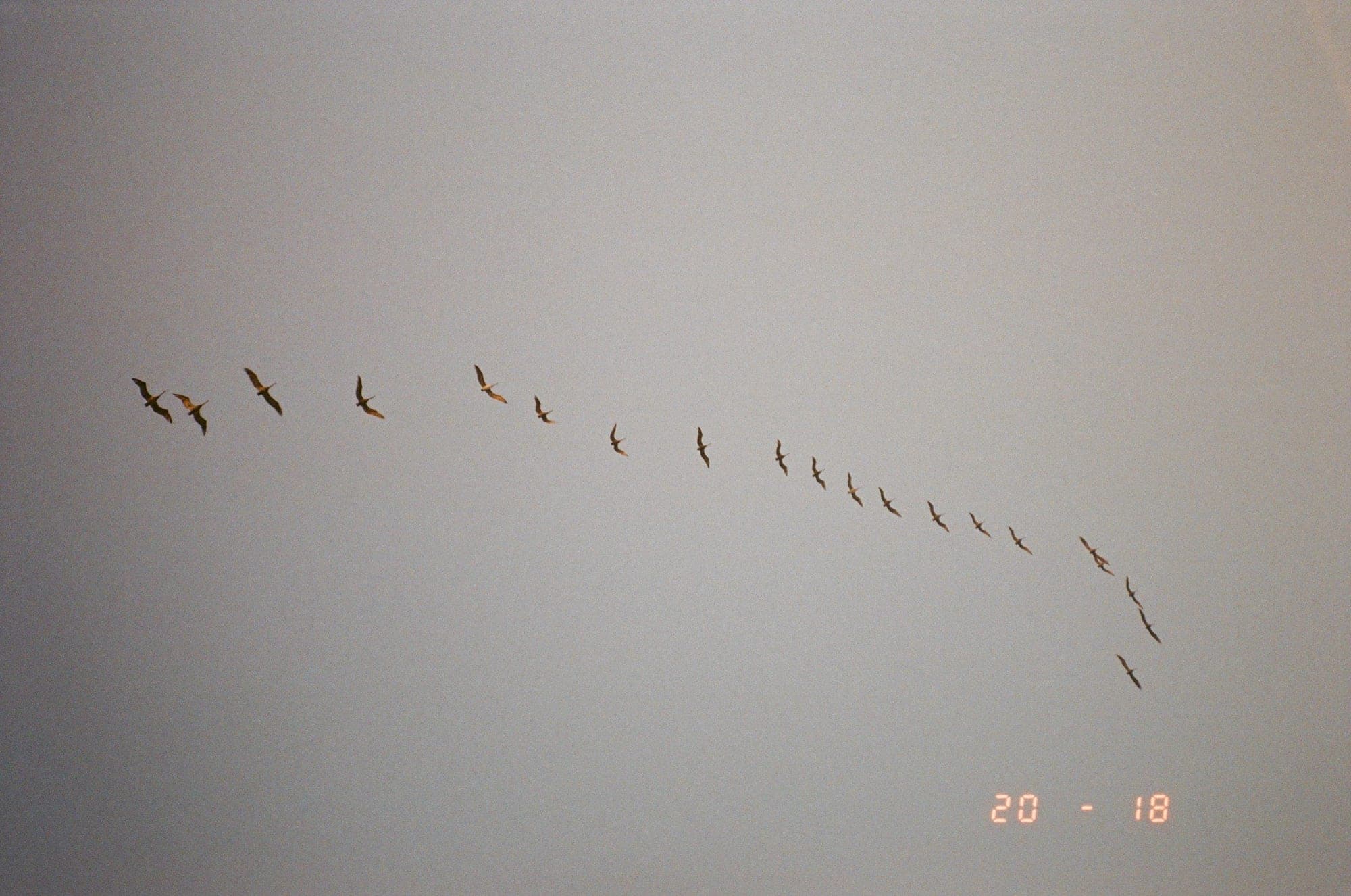 Freedom